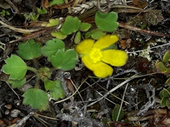 Ranunculus royi