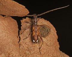 Coptocercus multitrichus