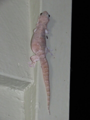 Gehyra dubia