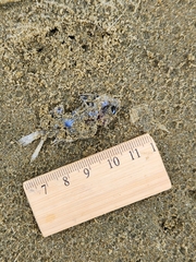 Schedophilus maculatus