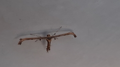 Lantanophaga pusillidactylus