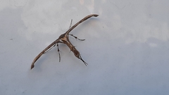 Lantanophaga pusillidactylus