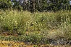 Ptilotus polystachyus