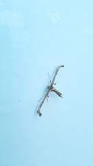 Lantanophaga pusillidactylus