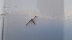 Lantanophaga pusillidactylus