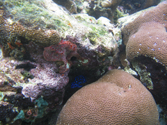 Microspathodon chrysurus