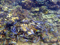 Mulloidichthys martinicus