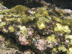 Ophioblennius macclurei