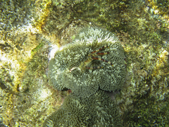 Stichodactyla helianthus