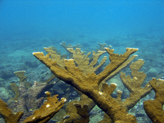 Acropora palmata