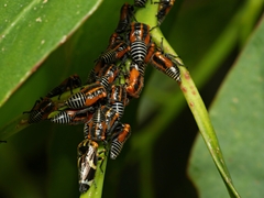 Eurymeloides bicincta