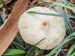 Leucoagaricus lacrymans