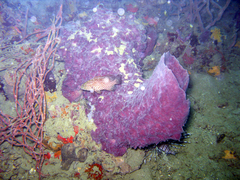 Cephalopholis cruentata