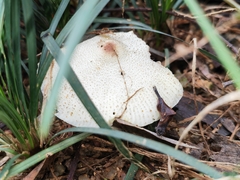 Leucoagaricus lacrymans