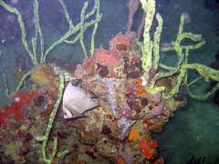 Pomacanthus arcuatus