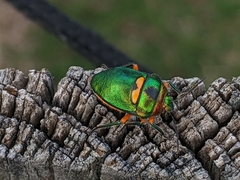 Lampromicra senator