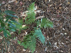 Dryopteris uniformis