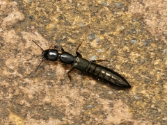 Thyreocephalus