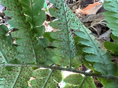 Dryopteris uniformis