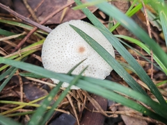 Leucoagaricus lacrymans