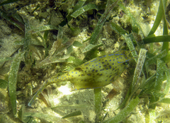 Acanthostracion quadricornis