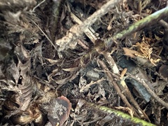 Dryopteris uniformis