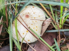 Leucoagaricus lacrymans