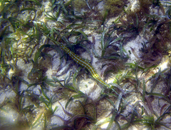 Fistularia tabacaria