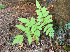Osmunda japonica