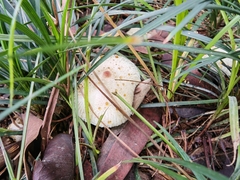 Leucoagaricus lacrymans