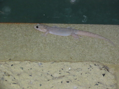 Gehyra dubia