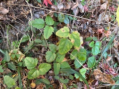 Akebia trifoliata