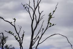 Melopsittacus undulatus