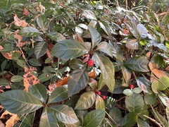 Ardisia japonica