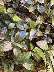 Ardisia japonica