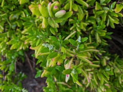 Rhagodia candolleana