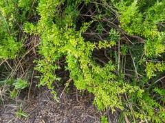 Rhagodia candolleana