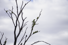 Melopsittacus undulatus