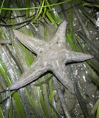 Astropecten armatus