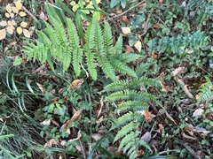 Dryopteris erythrosora