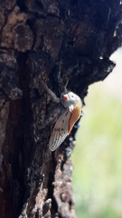 Metcalfiella