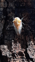 Metcalfiella