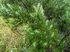 Olearia axillaris