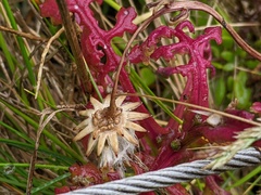 Senecio elegans