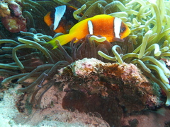 Ancylomenes longicarpus