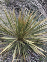 Aciphylla aurea