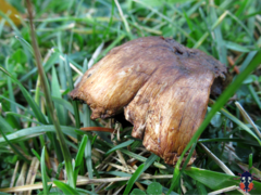 Coprinus comatus