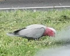 Eolophus roseicapilla