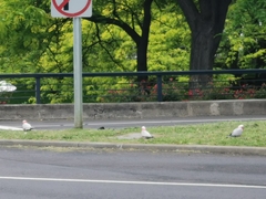 Eolophus roseicapilla