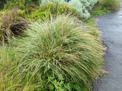 Poa labillardierei